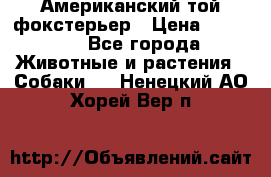 Американский той фокстерьер › Цена ­ 25 000 - Все города Животные и растения » Собаки   . Ненецкий АО,Хорей-Вер п.